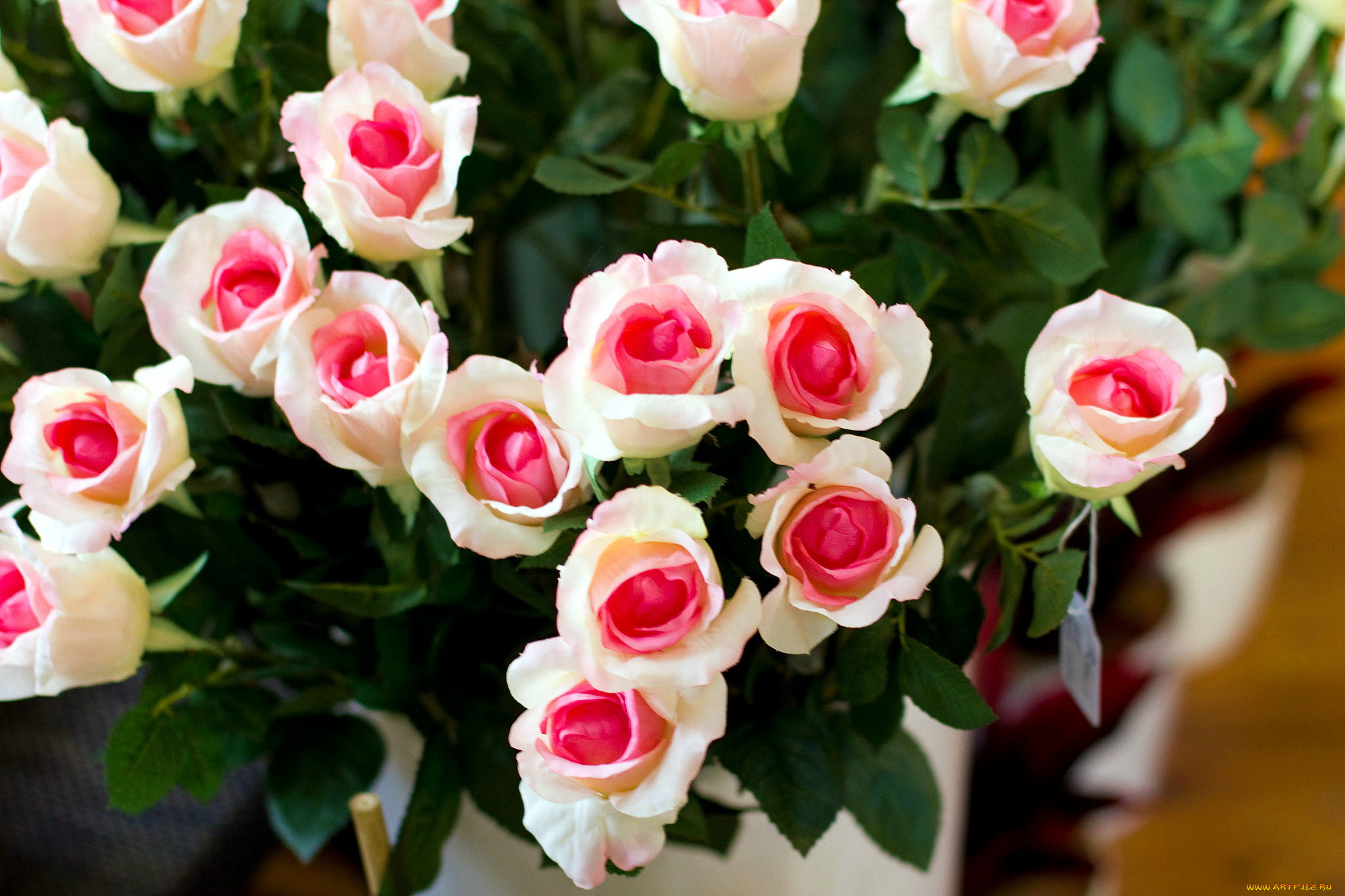 Двухцветные розы бело розовые